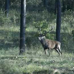 Cervo - Caccia in Ungheria
